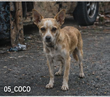 Coco