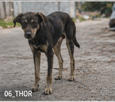Thor