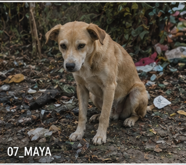 Maya