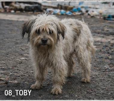 Toby