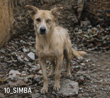 Simba