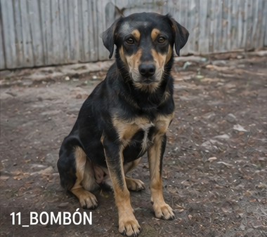 Bombón