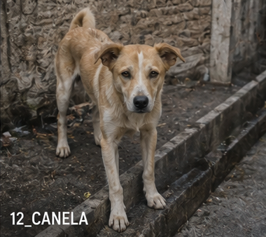 Canela