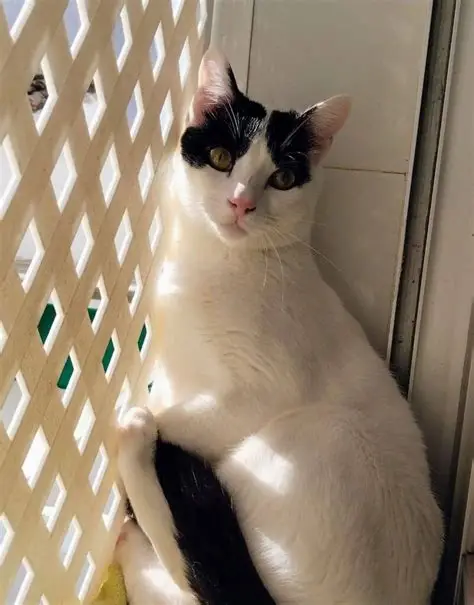 Sol