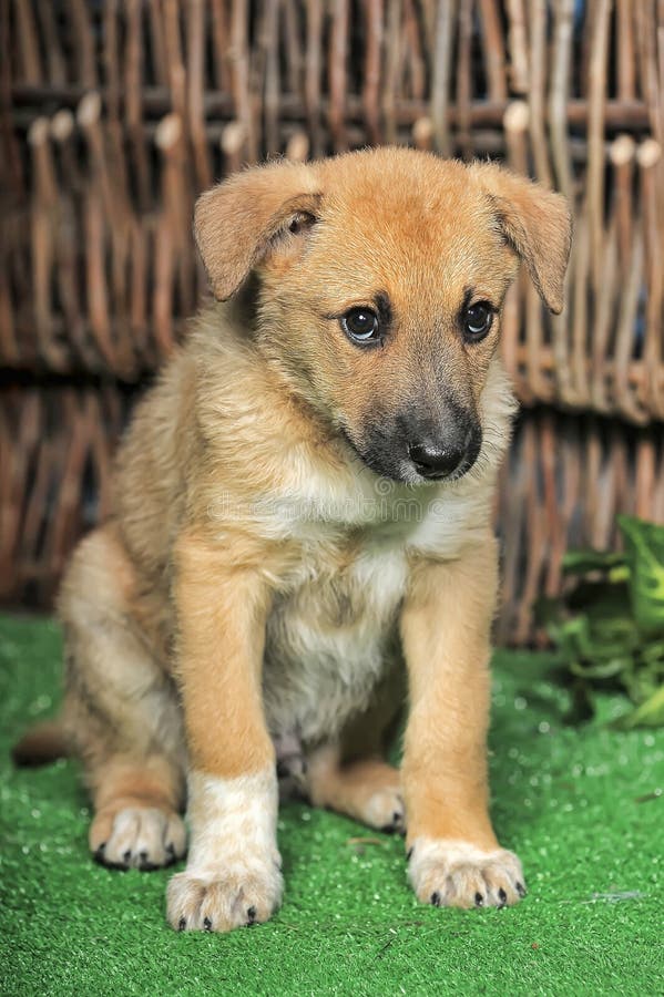 Benito