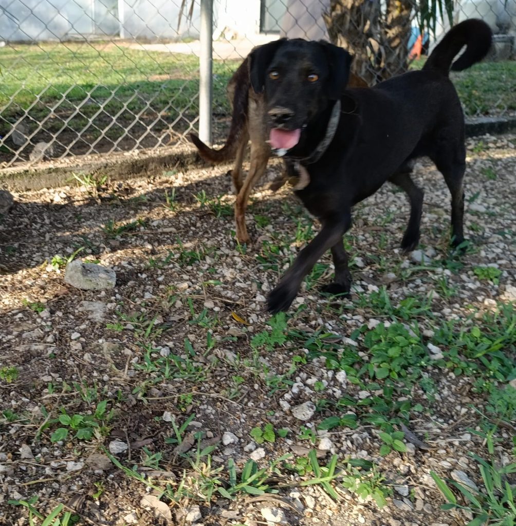 Negrito