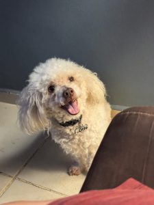 Foto real compartida en esta reseña