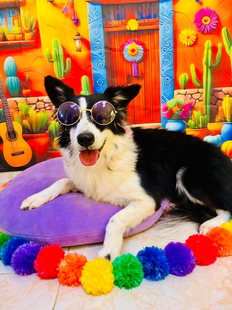 Ailish: la vida que la estaba esperando 🐾 · fotografía 3