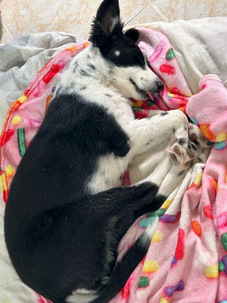 Ailish: la vida que la estaba esperando 🐾 · fotografía 2