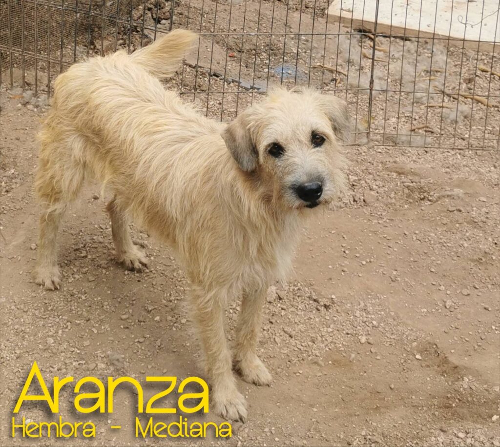 Aranza
