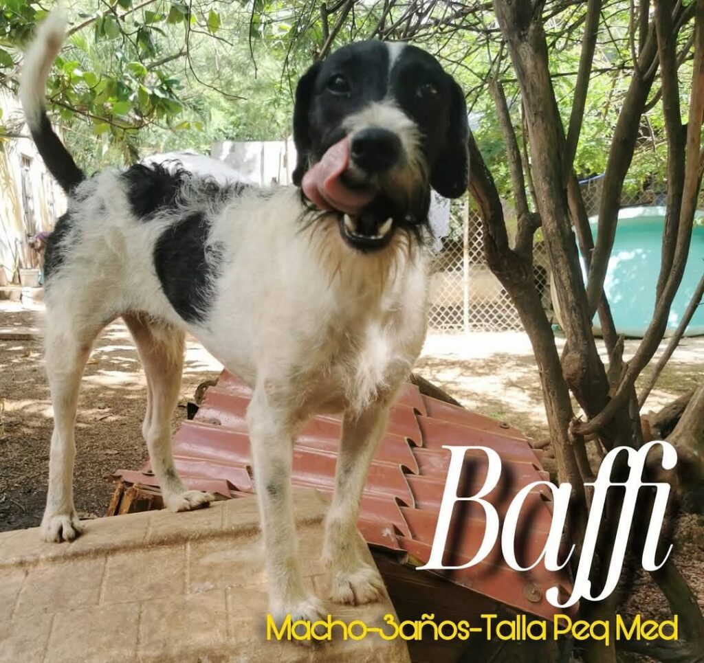 Baffi