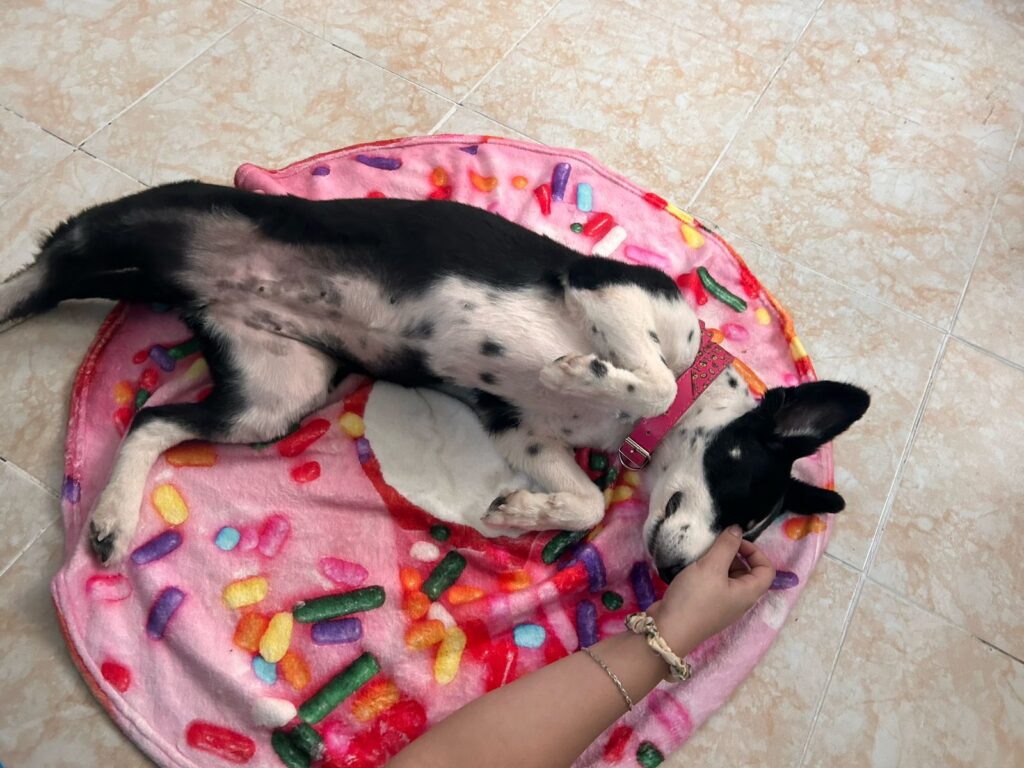 Ailish: la vida que la estaba esperando 🐾 · fotografía 4