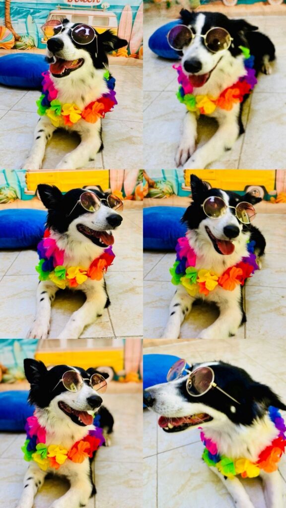 Ailish: la vida que la estaba esperando 🐾
